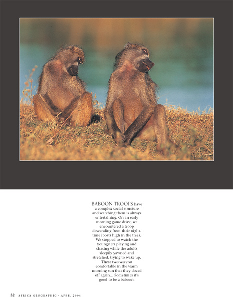 Baboons sleeping - Africa Geographic portfolio, April 2004 - © James Weis