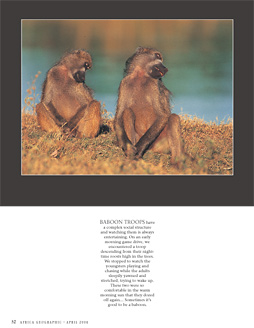 Baboons - Africa Geographic portfolio, April 2004 - © James Weis