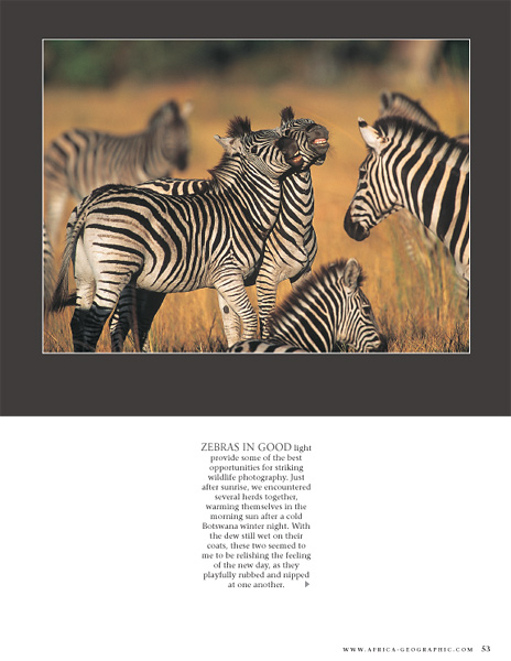 Zebras nuzzling - Africa Geographic portfolio, April 2004 - © James Weis