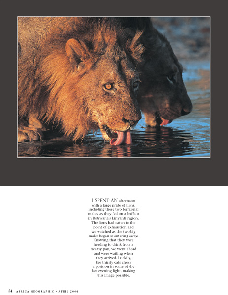 Male lions drinking - Africa Geographic portfolio, April 2004 - © James Weis