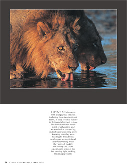 Lions - Africa Geographic portfolio, April 2004 - © James Weis