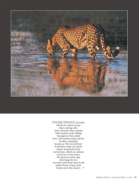 Cheetah drinking - Africa Geographic portfolio, April 2004 - © James Weis