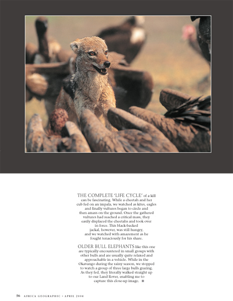 Black-backed jackal and vultures - Africa Geographic portfolio, April 2004 - © James Weis