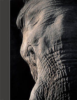 Elephant - Africa Geographic portfolio, April 2004 - © James Weis