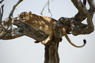 Tree climbing lion in Kenya