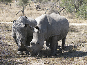 White rhino's