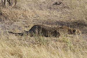 Leopard on Hunt