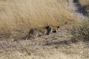 Leopard on Hunt