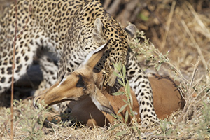  Leopard with Kill