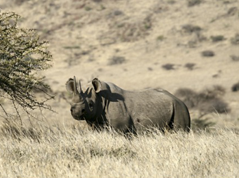 Black Rhino at Lewa