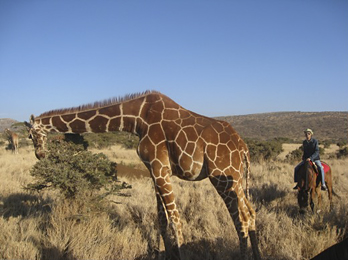 Reticulated Giraffe at Lewa