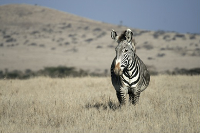 Zebra at Lewa