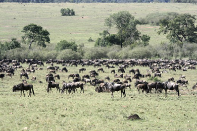 Wildebeests in the Masai Mara