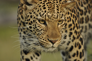 Leopard sighting at Savute Camp
