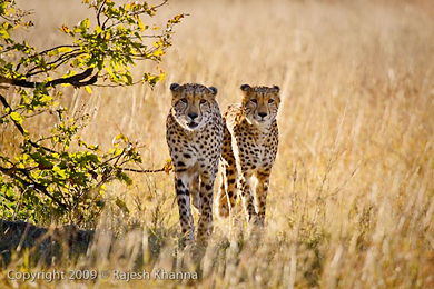 Cheetah brothers in Botswana