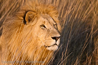 Male lion at Kwetsani camp
