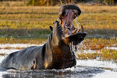 Hippo threat display
