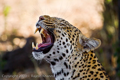 Leopard showing its teeth