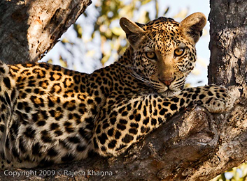 Leopard posing