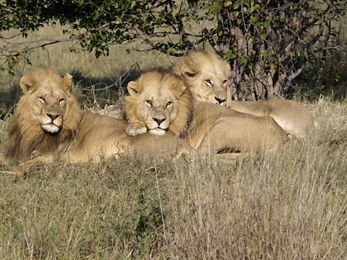 Magnificent male lions