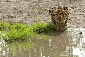 Leopard drinking water
