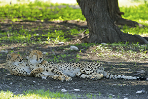 Cheetahs relaxing