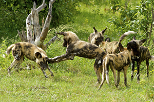 Wild dogs playing