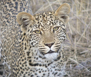 Leopard image by B. Morrow