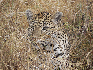 Leopard at Mala Mala