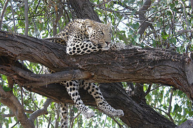 Leopard, Mombo Camp, Botswana