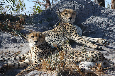 Cheetah brothers, Botswana