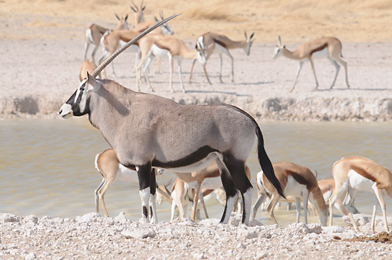 Oryx and springboks