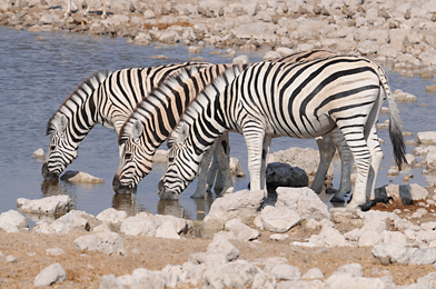 Zebras drinking at Etosha