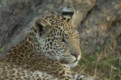 Leopard image from Digital Workshop in Botswana