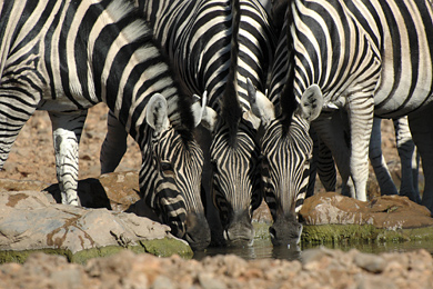 Zebras drinking at Etosha, Namibia
