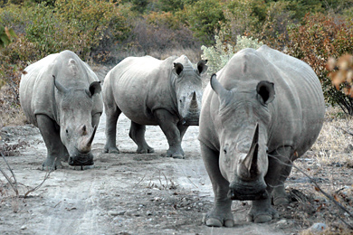 White Rhinos at Ongava, Namibia