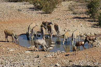 Eland, Kudu and Hartebeest, Etosha