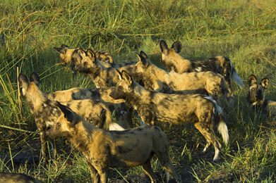 Wild Dogs, Botswana 