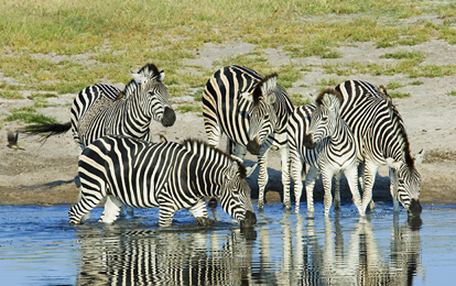 Zebras, Makaolo Plains, Zimbabwe