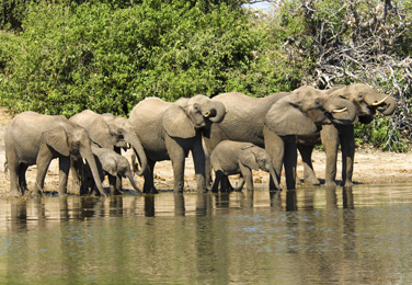 Elephants on the Chobe River, Zambia 