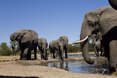 Elephants, Linyanti Reserve, Botswana