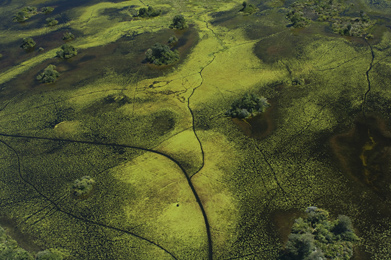 Game trails through the Okavango
