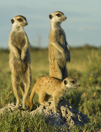 Meerkats in Makgadikgadi