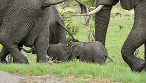 Elephant herd Nxabega - Botswana