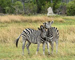 Zebra at Sandibe, Botswana