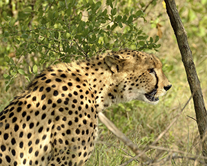 Cheetah at MalaMala, South Africa