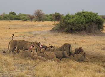 Lions eating a buffalo at Mombo