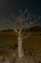 Ghost tree (Moringa)