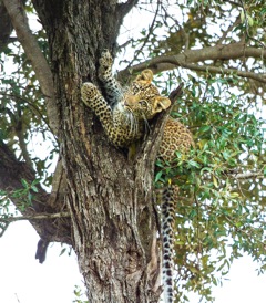  Leopard cub in Acacia tree