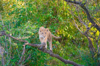  Lion Cub playing in tree
